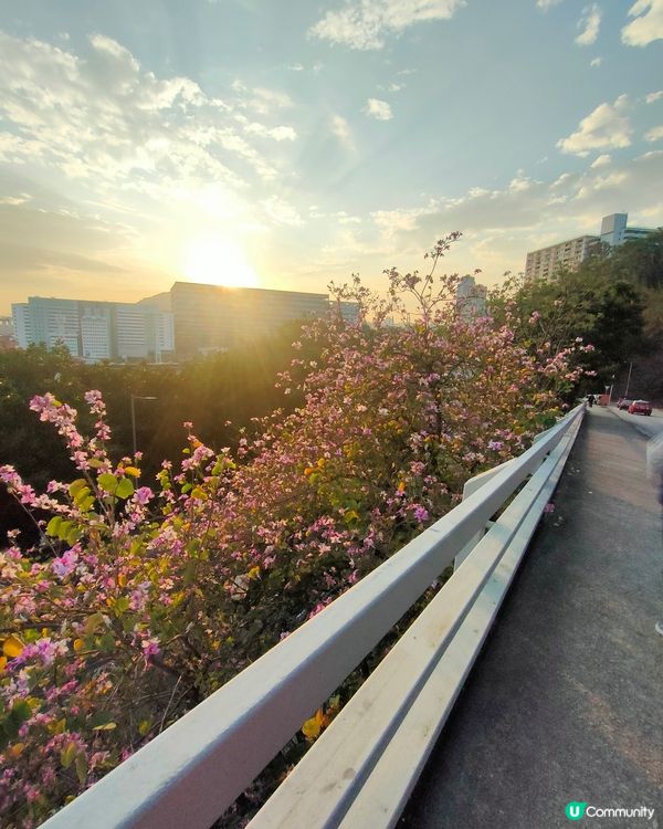 瑪嘉烈醫院斜路從荔景 & 美孚方向，隱世賞花打卡點！🌸