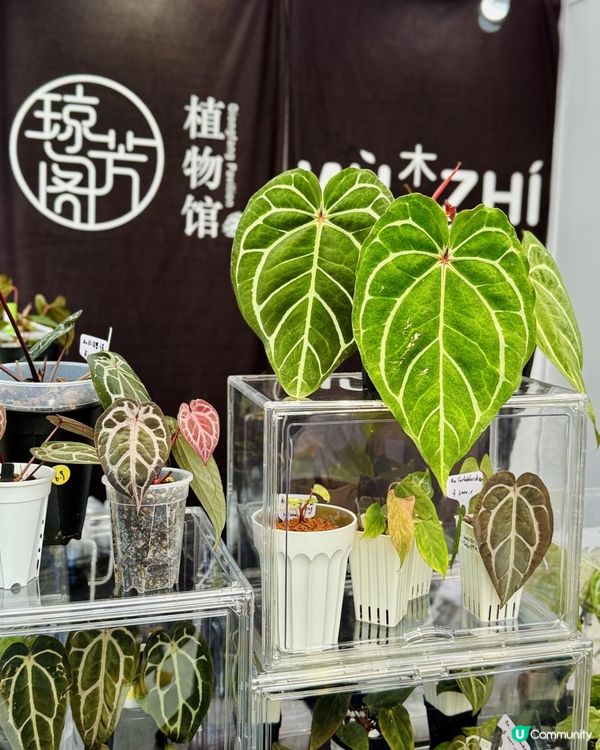 ♡深圳打卡好去處｜深業上城｜2025粵港澳大灣區花園大賽♡