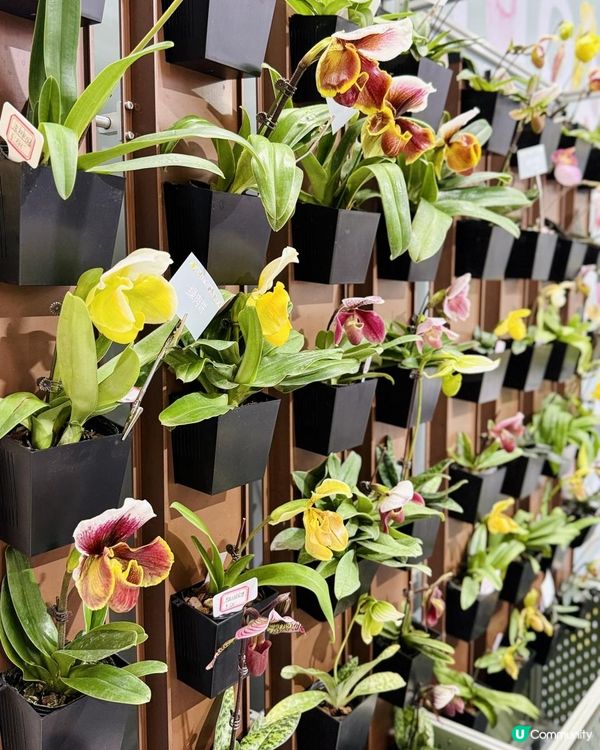 ♡深圳打卡好去處｜深業上城｜2025粵港澳大灣區花園大賽♡