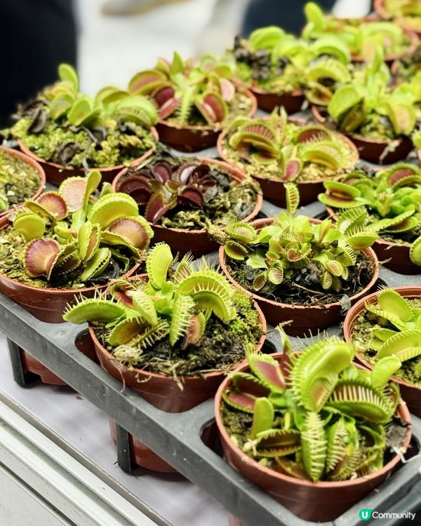 ♡深圳打卡好去處｜深業上城｜2025粵港澳大灣區花園大賽♡