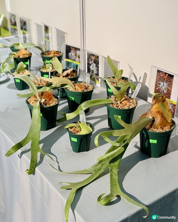 ♡深圳打卡好去處｜深業上城｜2025粵港澳大灣區花園大賽♡