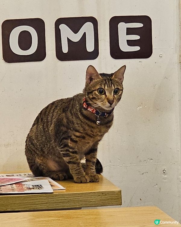 好可愛活潑的小猫