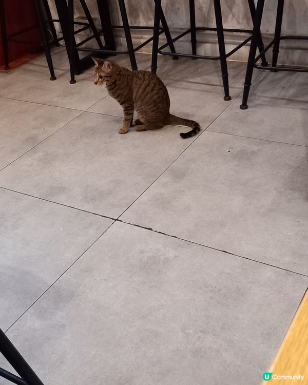 好可愛活潑的小猫