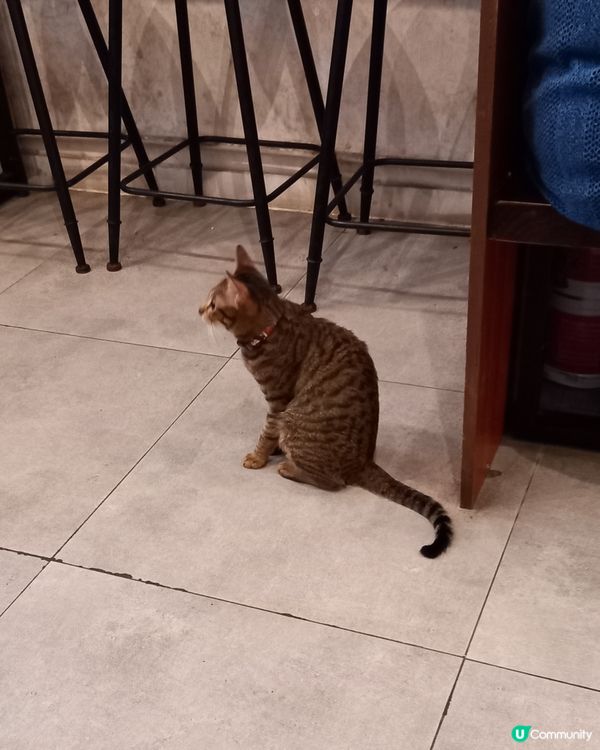 好可愛活潑的小猫