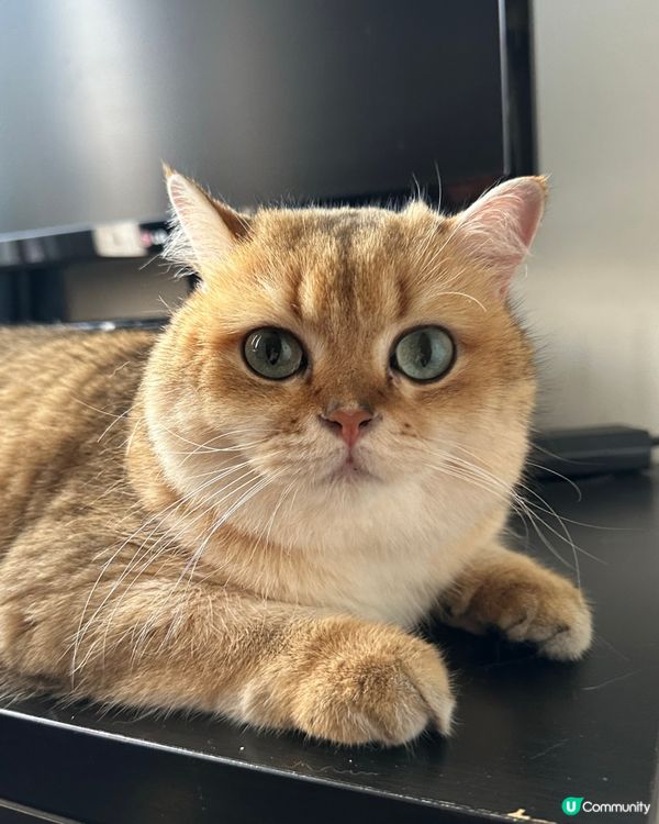 屋企有個貓大佬