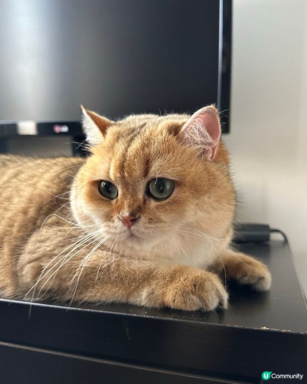 屋企有個貓大佬