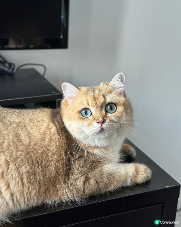 屋企有個貓大佬