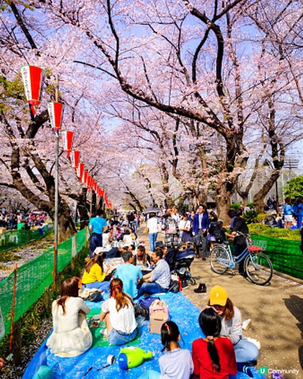 感覺像是走進了櫻花隧道