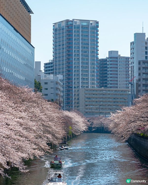 日頭人多 建議晚上去拍夜櫻