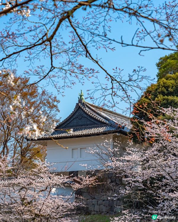 整條街都是早櫻～～