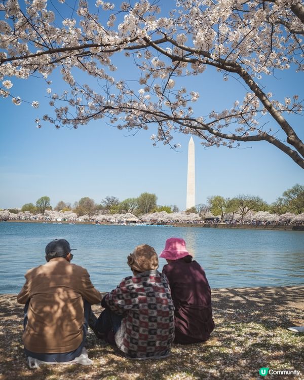 春天的富士山真的太浪漫了！