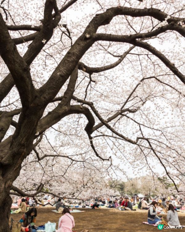 櫻花樹下太療癒🌸