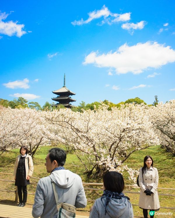 細數那些看見櫻花的日子