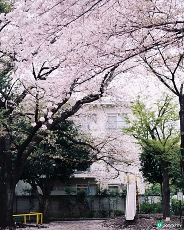 今個春天嘅目標係喺櫻花樹下唱櫻花樹下