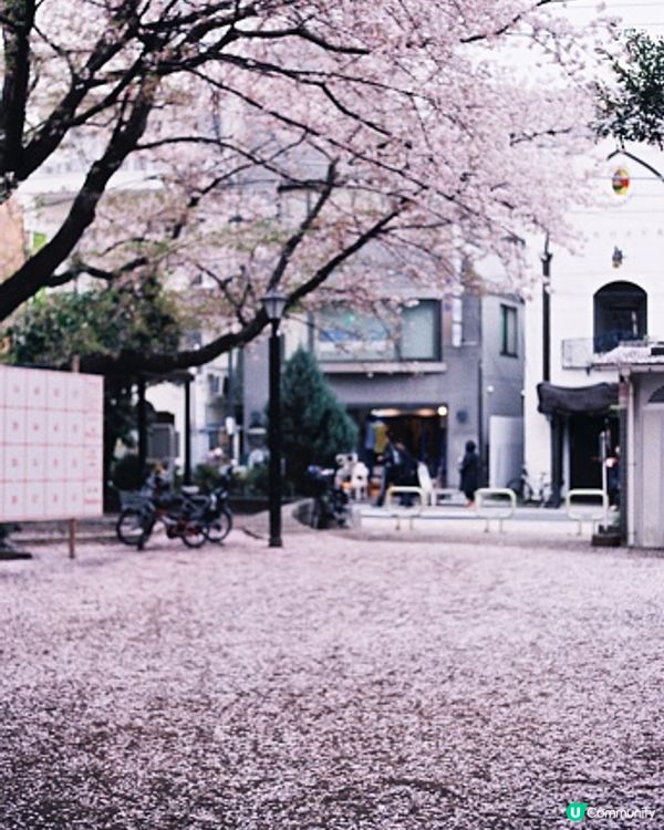 東京的櫻花～～