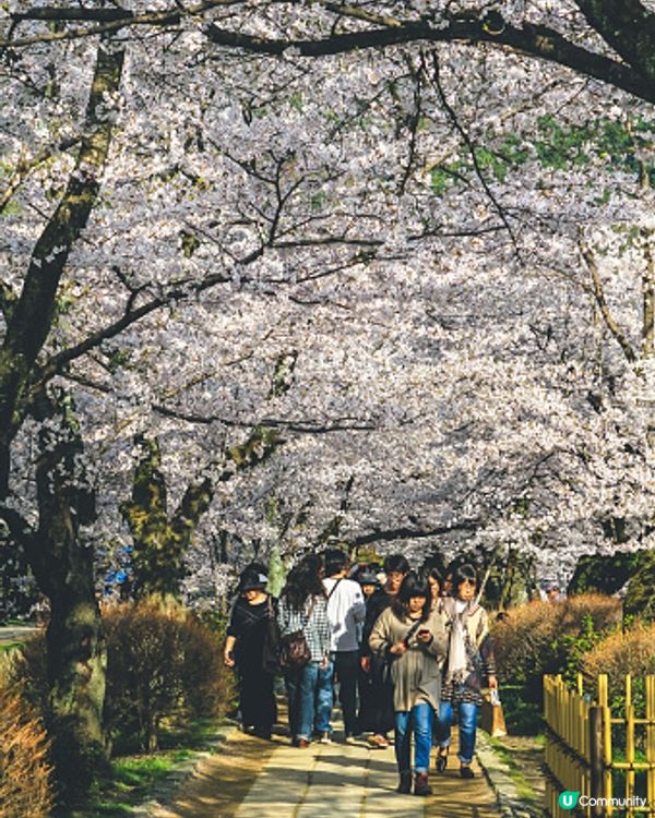 櫻花季真的太美，心情都跟著變好了！