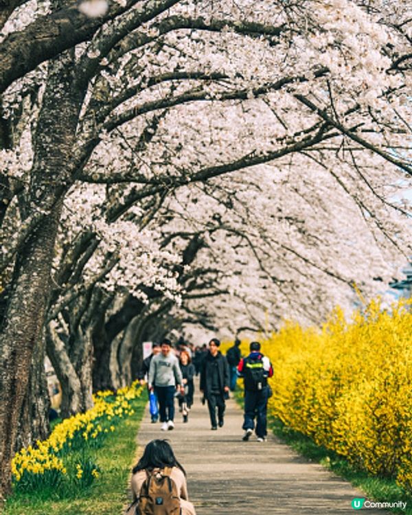 一年一度的日本櫻花季馬上來啦！