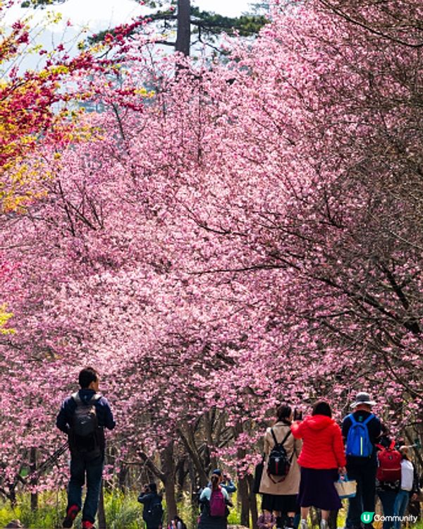 還記得櫻花正開 還未懂跟你示愛～～