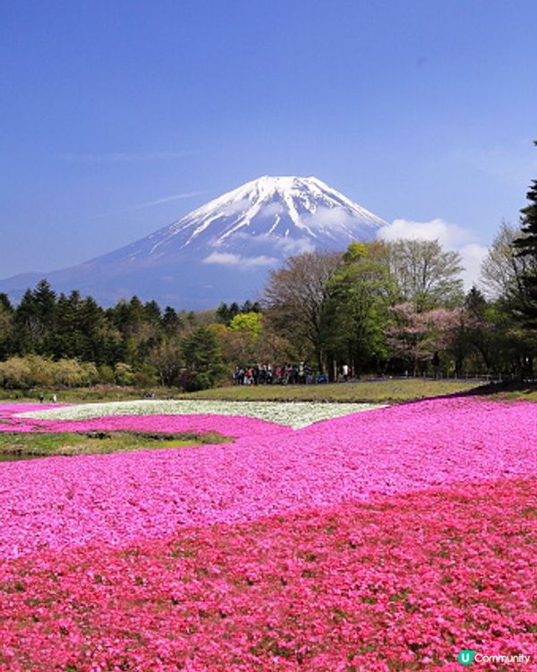 在湖邊散步，富士山倒影好靚！