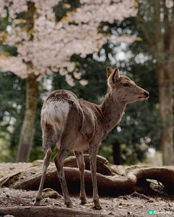 🗻🗻🗻我看到了🗻🗻🗻