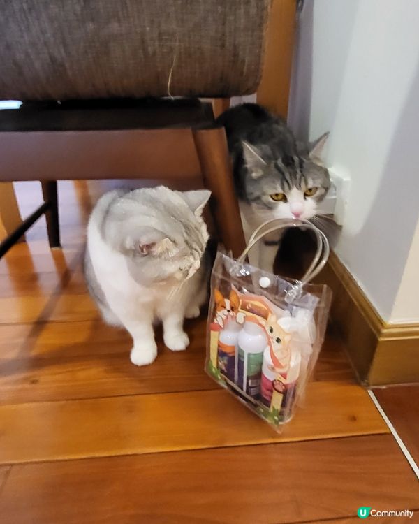 PET PET 洗護套裝