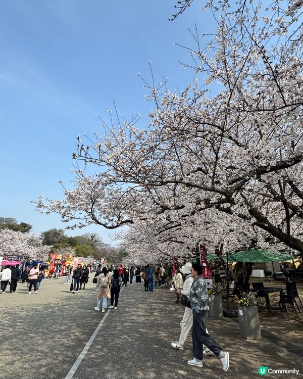 福岡大濠公園賞櫻🌸