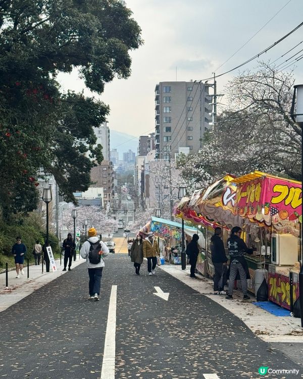 福岡西公園賞櫻🌸