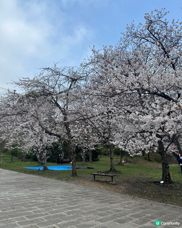 福岡西公園賞櫻🌸