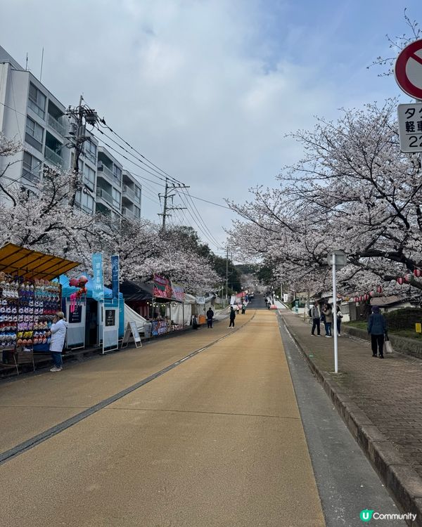 福岡西公園賞櫻🌸