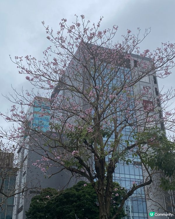 春天嚟啦，但係仲好凍！有棵樹幾靚😊