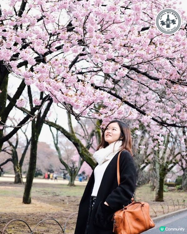 東京賞櫻🌸新宿御苑必去！70種櫻花任你睇！