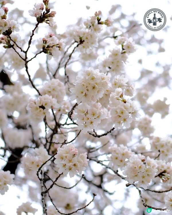 東京賞櫻🌸新宿御苑必去！70種櫻花任你睇！