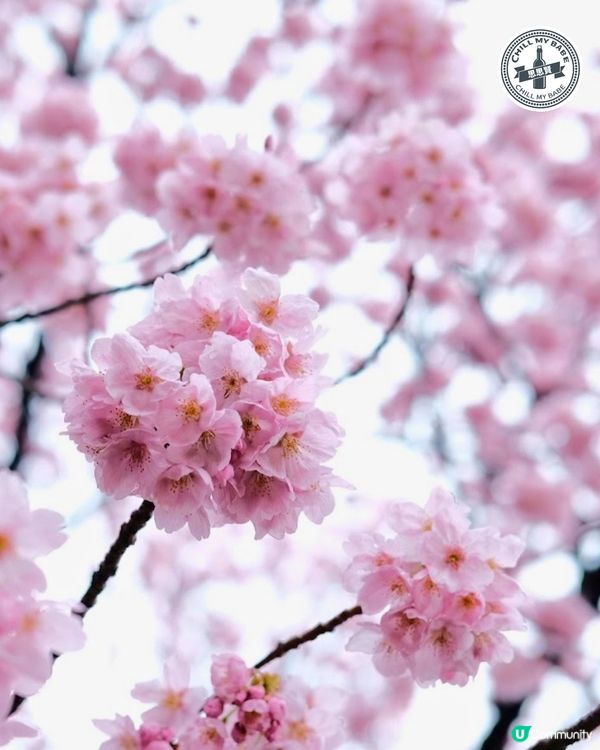 東京賞櫻🌸新宿御苑必去！70種櫻花任你睇！