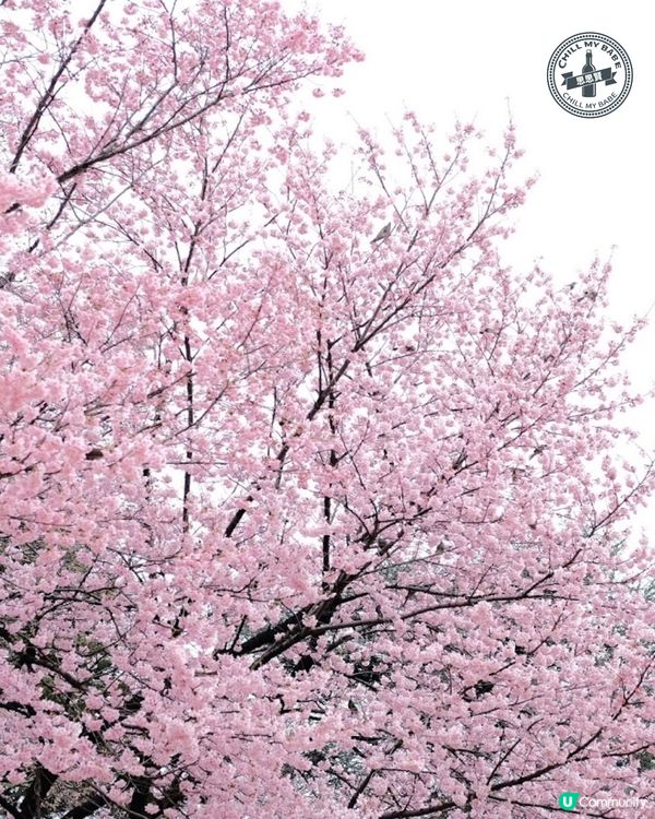 東京賞櫻🌸新宿御苑必去！70種櫻花任你睇！