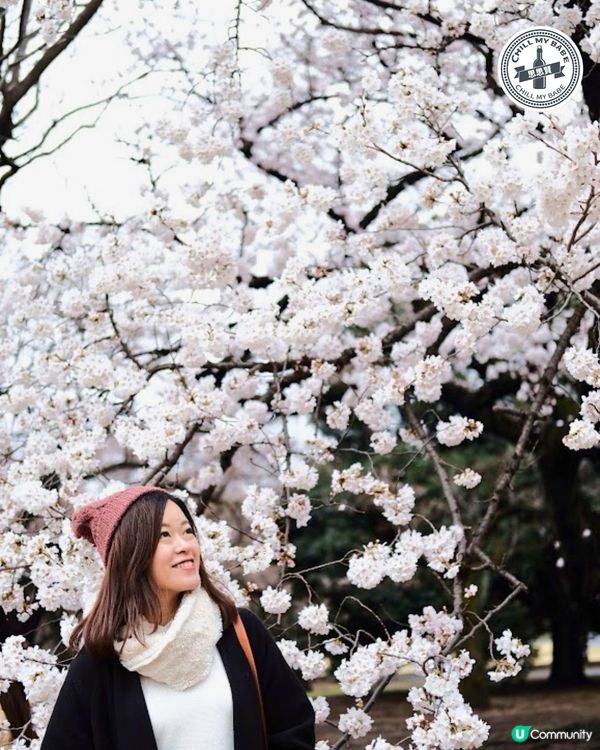 東京賞櫻🌸新宿御苑必去！70種櫻花任你睇！