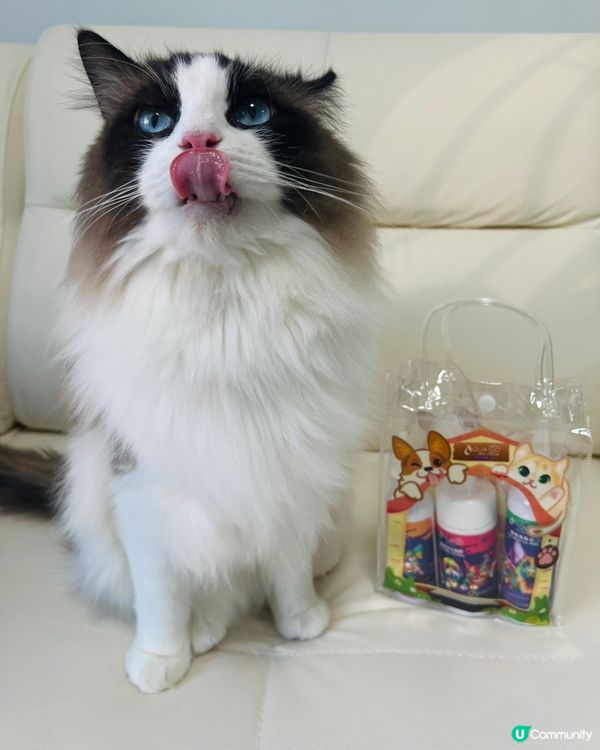 主子耳仔眼仔手掌都重要！👂👁️🐾  洗護套裝幫你搞掂！