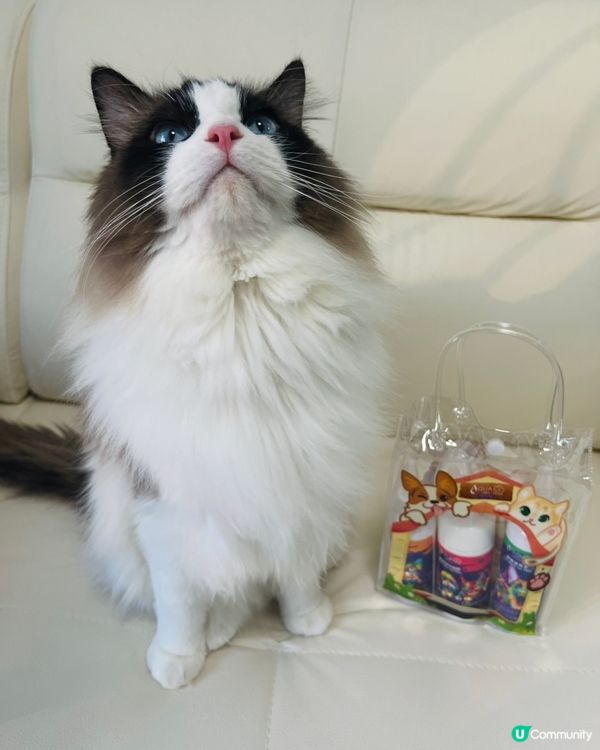 主子耳仔眼仔手掌都重要！👂👁️🐾  洗護套裝幫你搞掂！