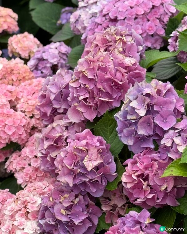 不用飛濟州也能拍到超美的藍色繡球花 🩵💙🤍