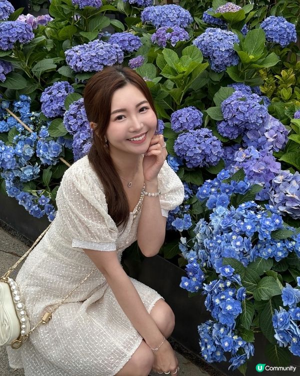 不用飛濟州也能拍到超美的藍色繡球花 🩵💙🤍