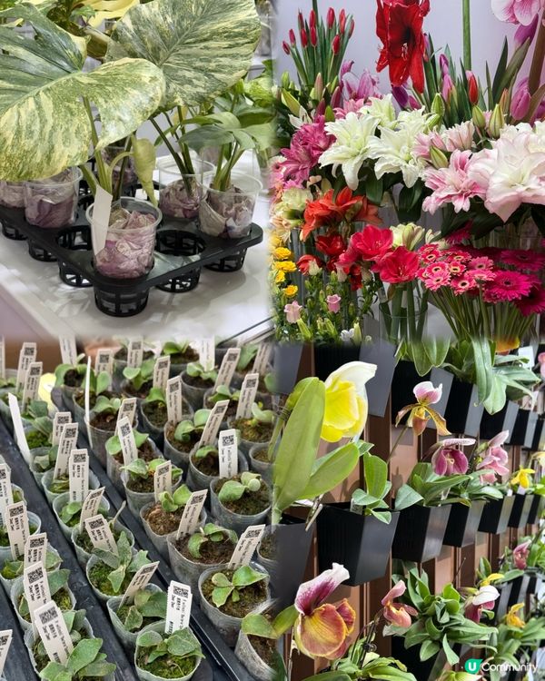 不用飛濟州也能拍到超美的藍色繡球花 🩵💙🤍