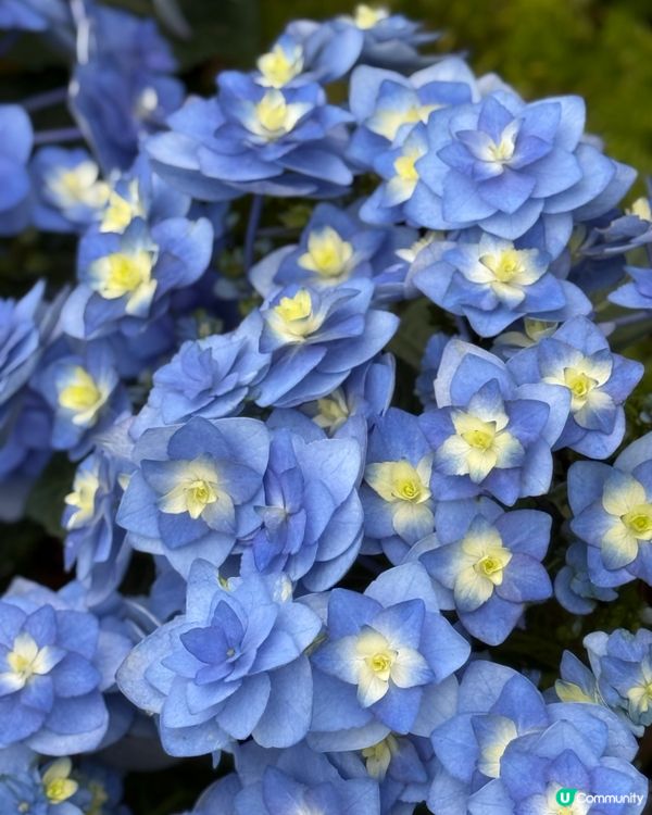 不用飛濟州也能拍到超美的藍色繡球花 🩵💙🤍