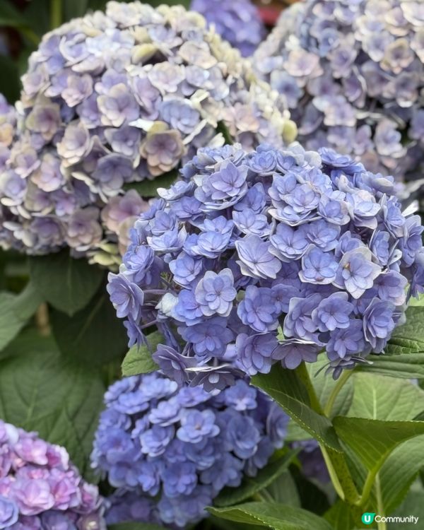 不用飛濟州也能拍到超美的藍色繡球花 🩵💙🤍
