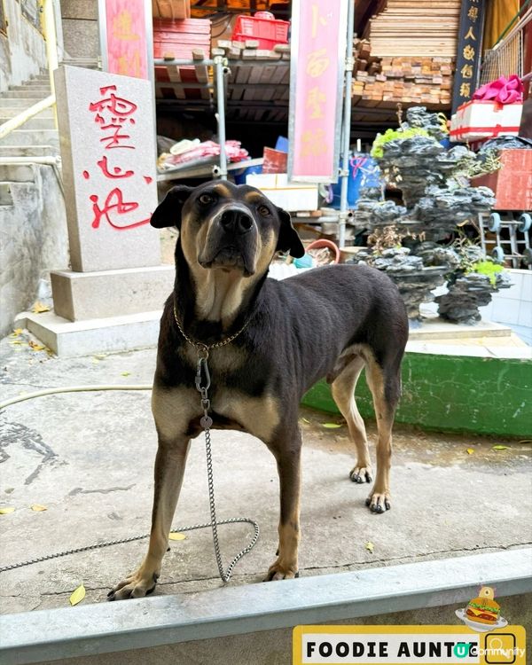 👽 食神大媽《香港｜碩果僅存人傑地靈好地方》
