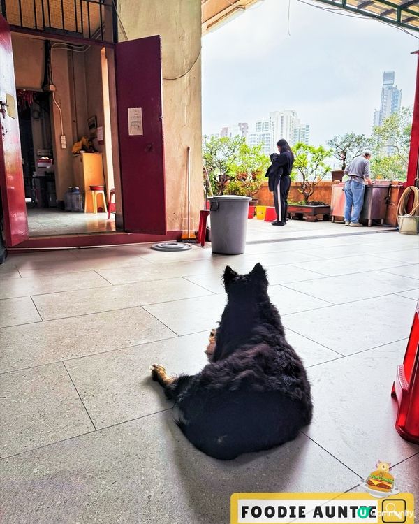 👽 食神大媽《香港｜碩果僅存人傑地靈好地方》