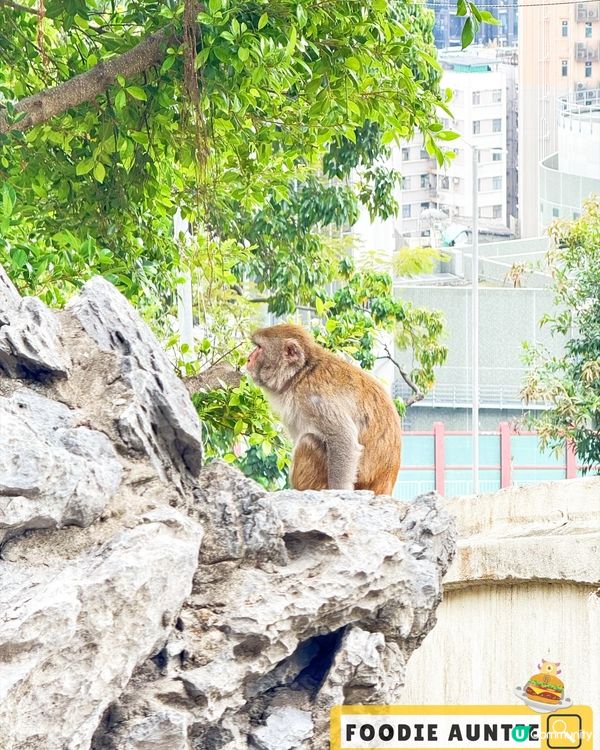 👽 食神大媽《香港｜碩果僅存人傑地靈好地方》