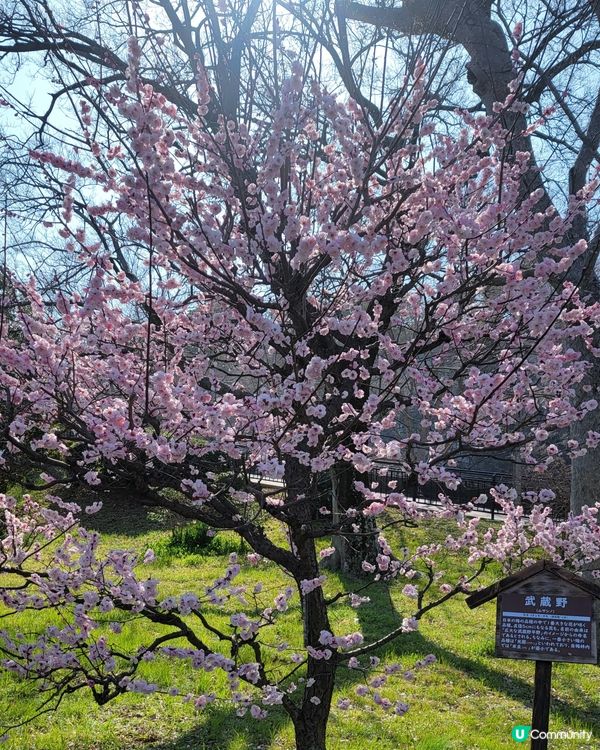 櫻花盛開