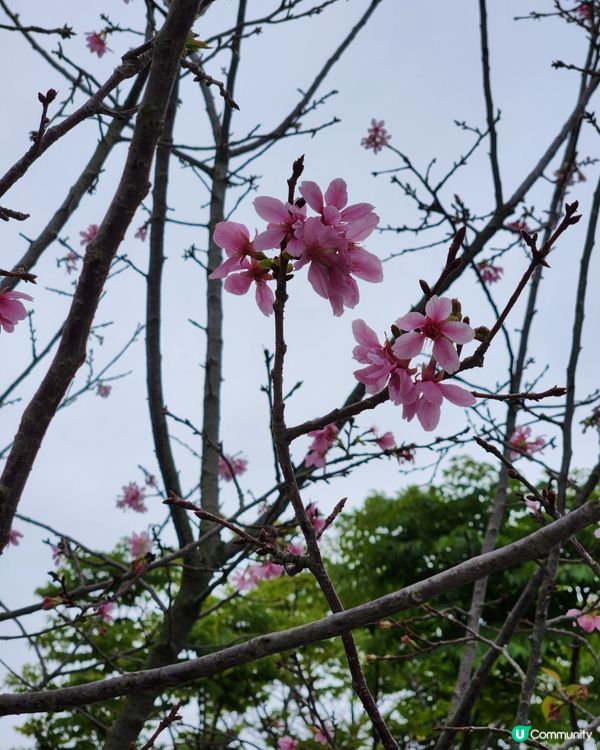 ✈️國泰航空低飛啟德上空🏙！