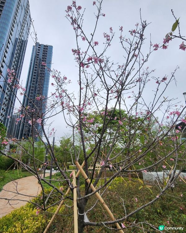 ✈️國泰航空低飛啟德上空🏙！