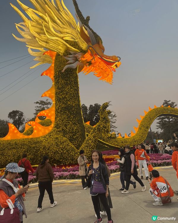 去欣賞菊花展上大陸，我覺得非常靚