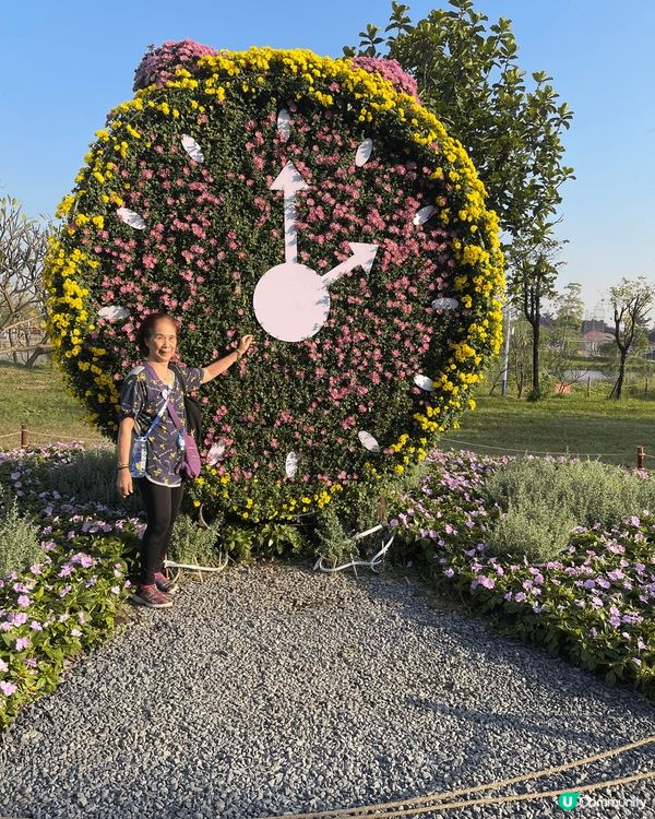 去欣賞菊花展上大陸，我覺得非常靚